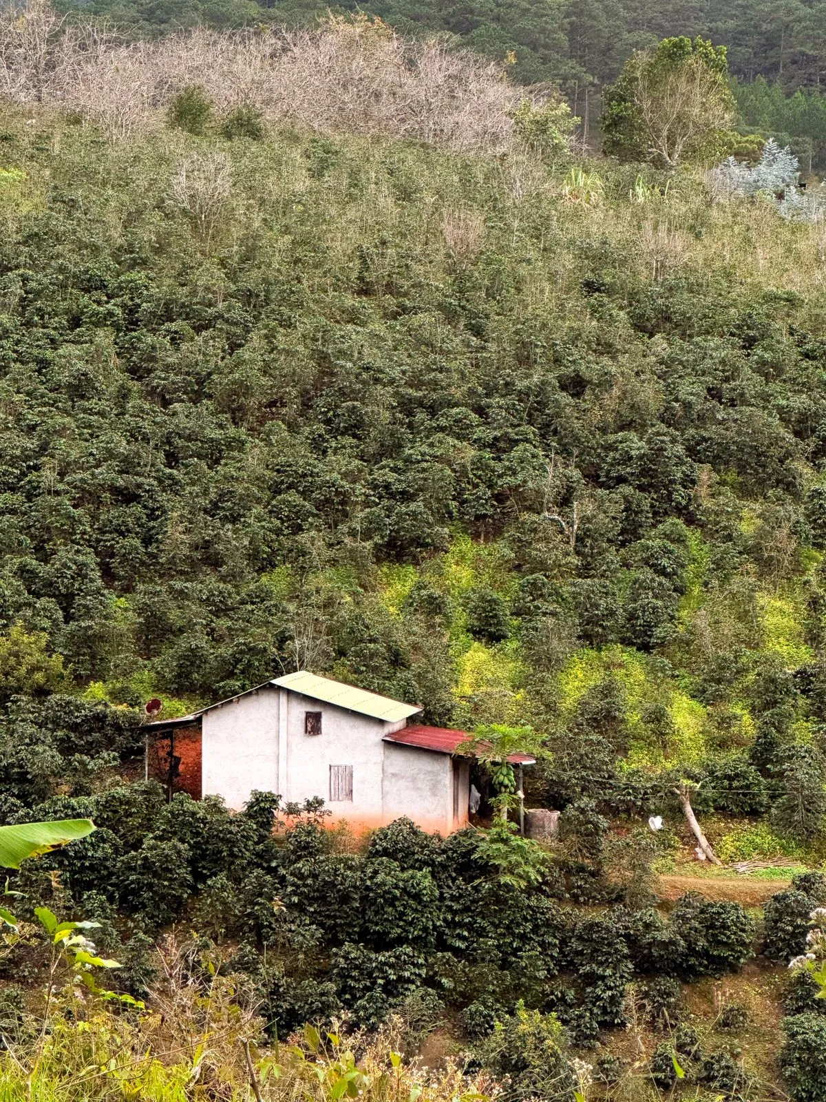 Coffee plantation in Kenya's highlands — volcanic slopes at 1,500-2,100m elevation