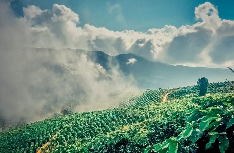 Yunnan coffee farm in the mountains